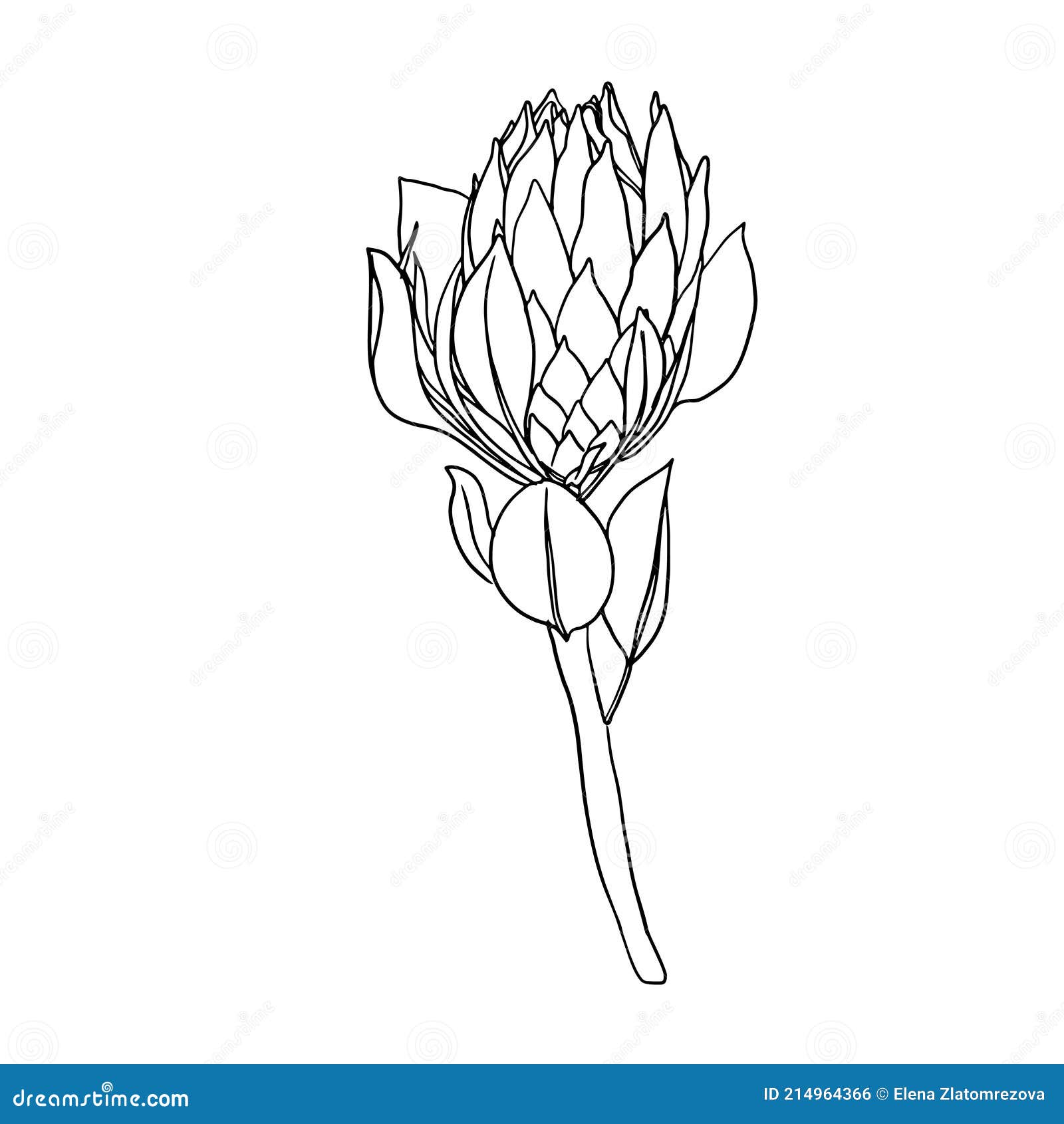 Protea Flowers. Hand Drawn Line Single Stem and Bloom with Leaves ...