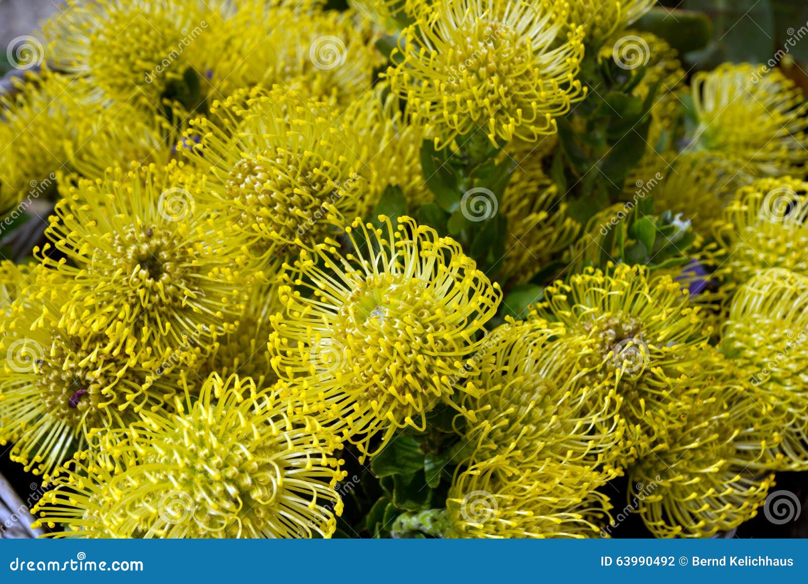 Protea pincushion flower stock photo. Image of spring 63990492