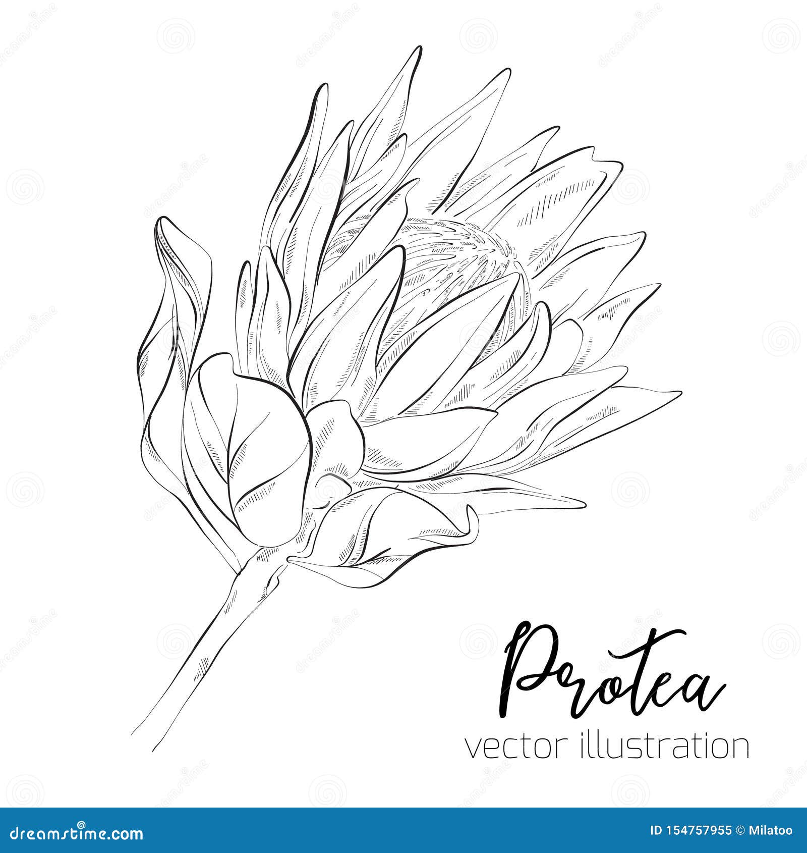 Tropical king protea flower in blossom isolated on white background. Hand  drawn line style vector illustration 7975413 Vector Art at Vecteezy