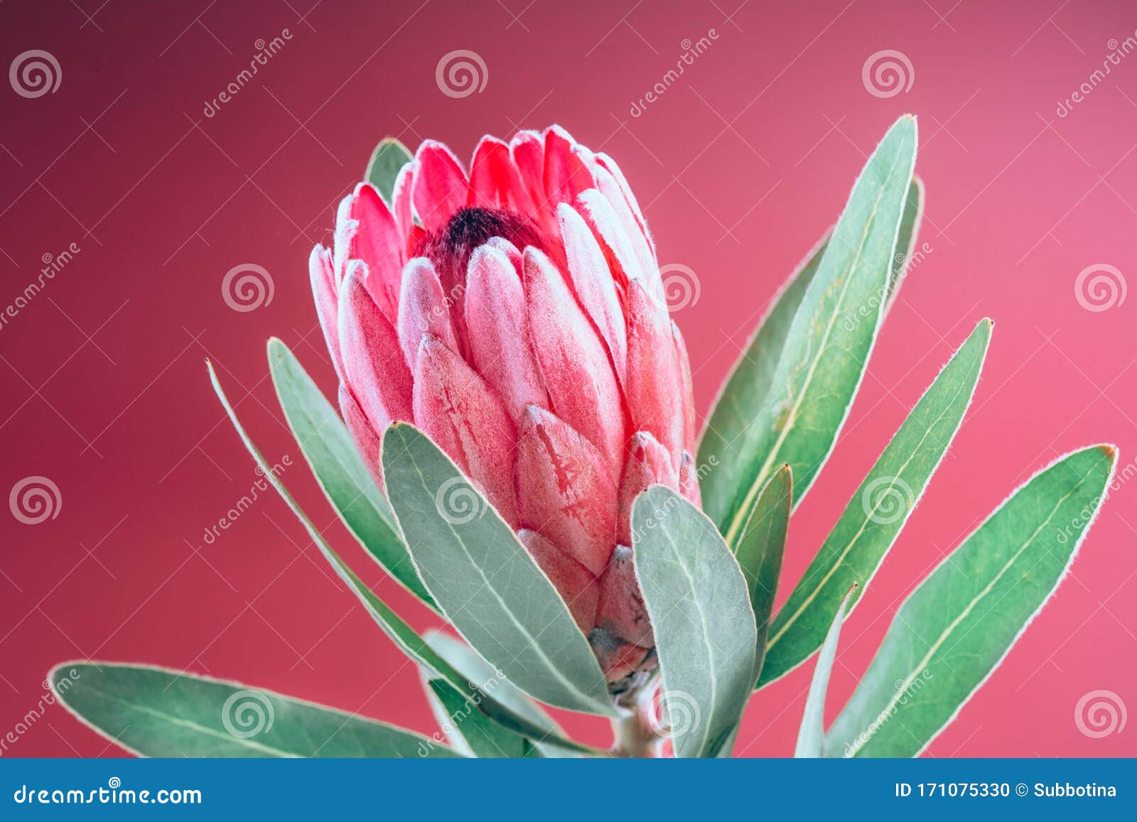 proteablumenbündel blühender rosa könig protea plant über rosa