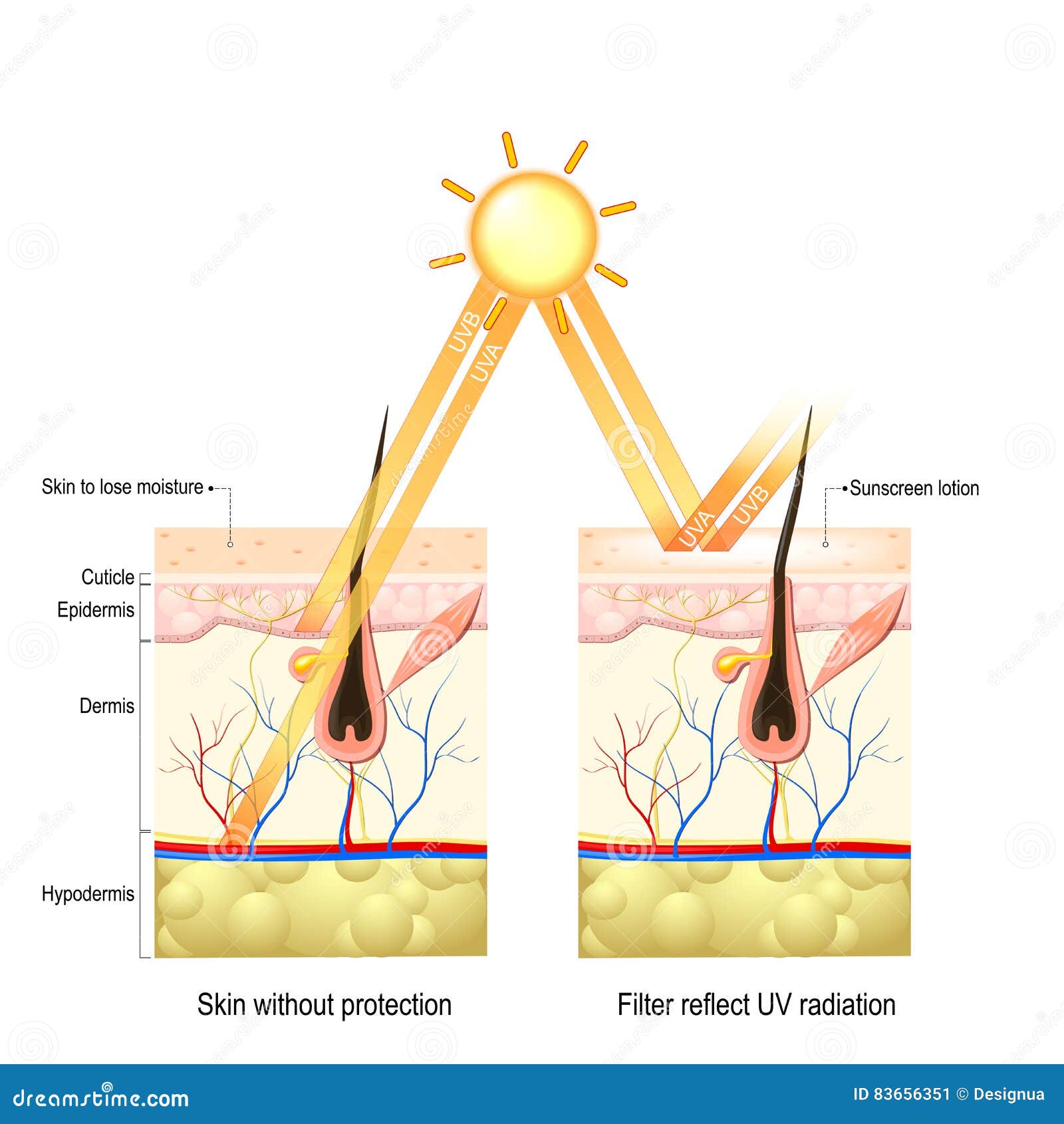 protect human skin from uva , uvb ray