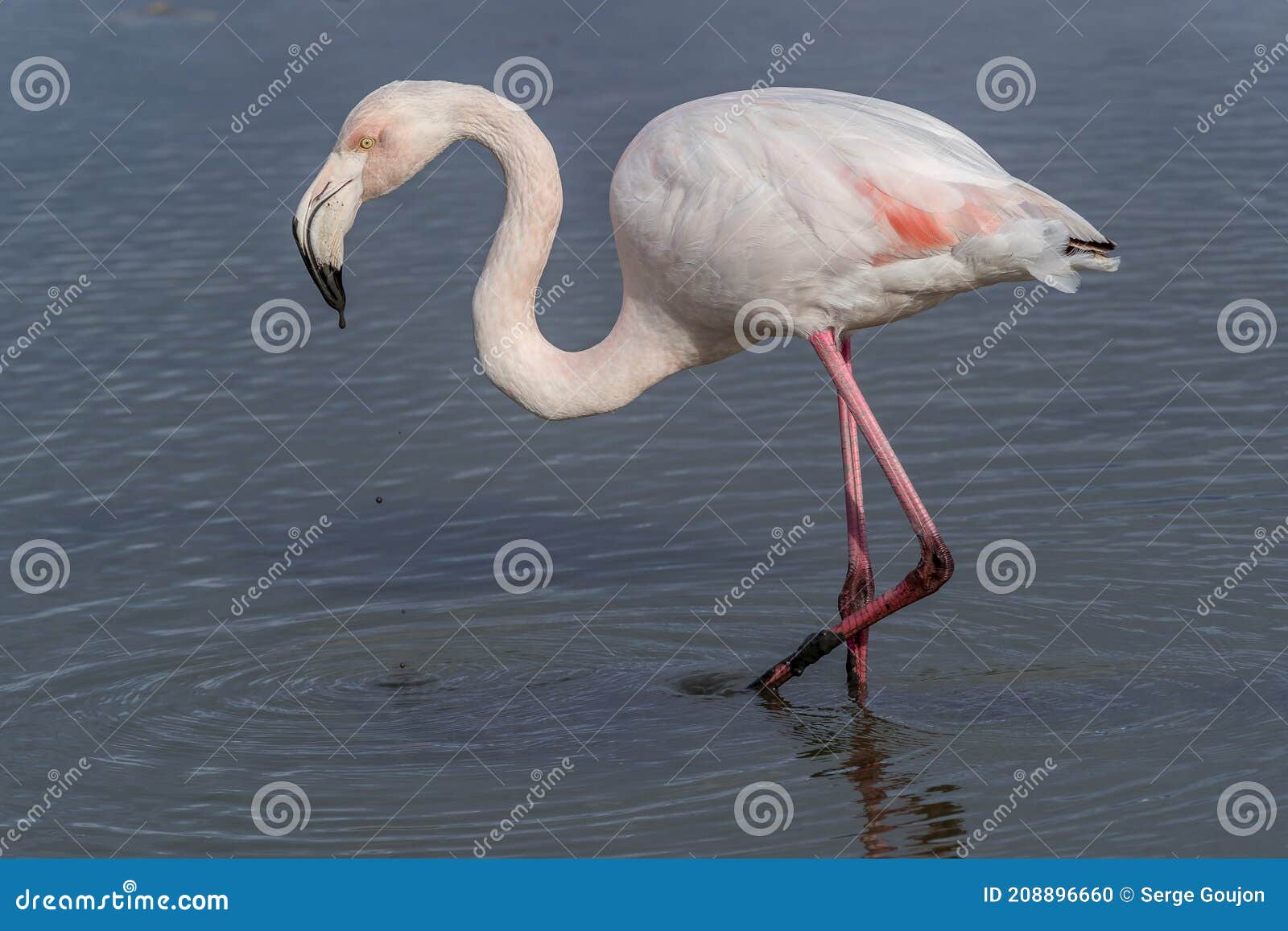 lone flamingo cleaning its feathers in the lagoon