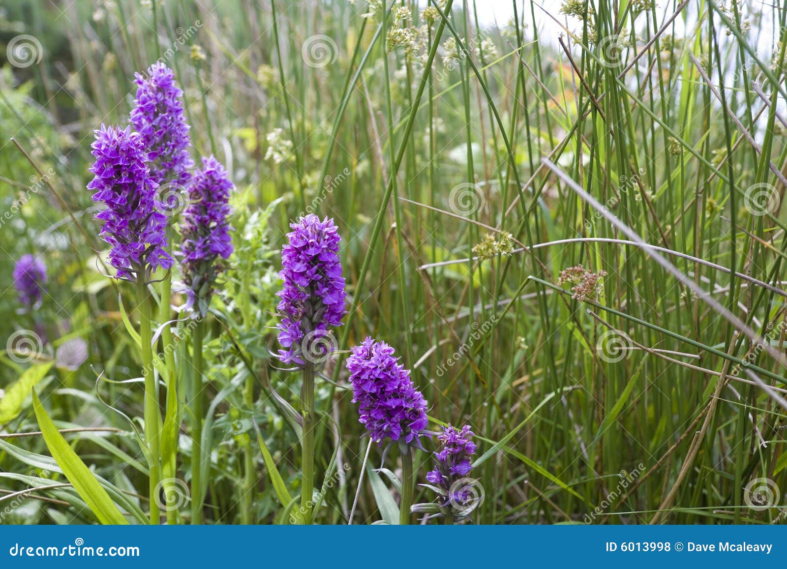protected marsh orchids