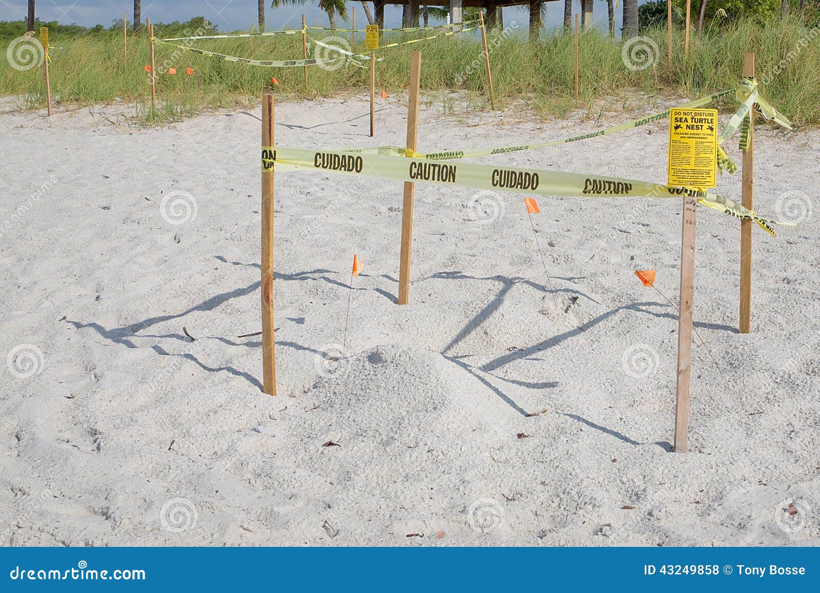 protected sea turtle nests