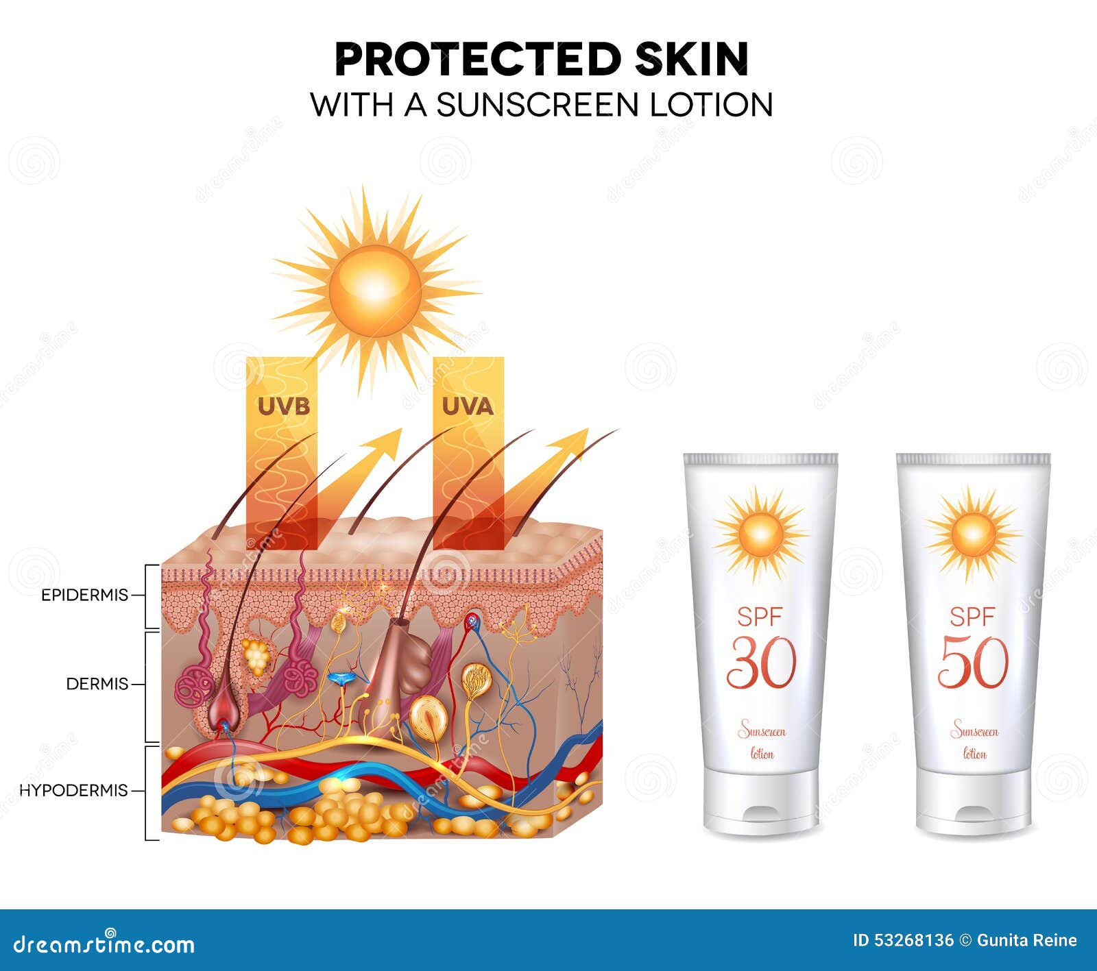 protected skin with a sunscreen lotion