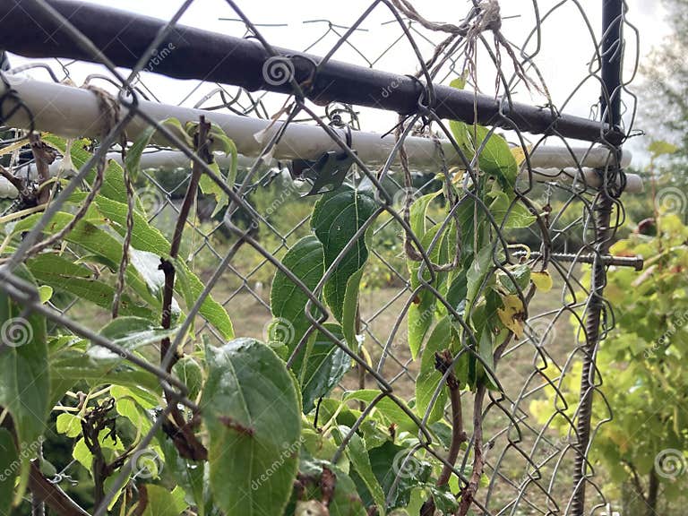 netting to protect plants from cats