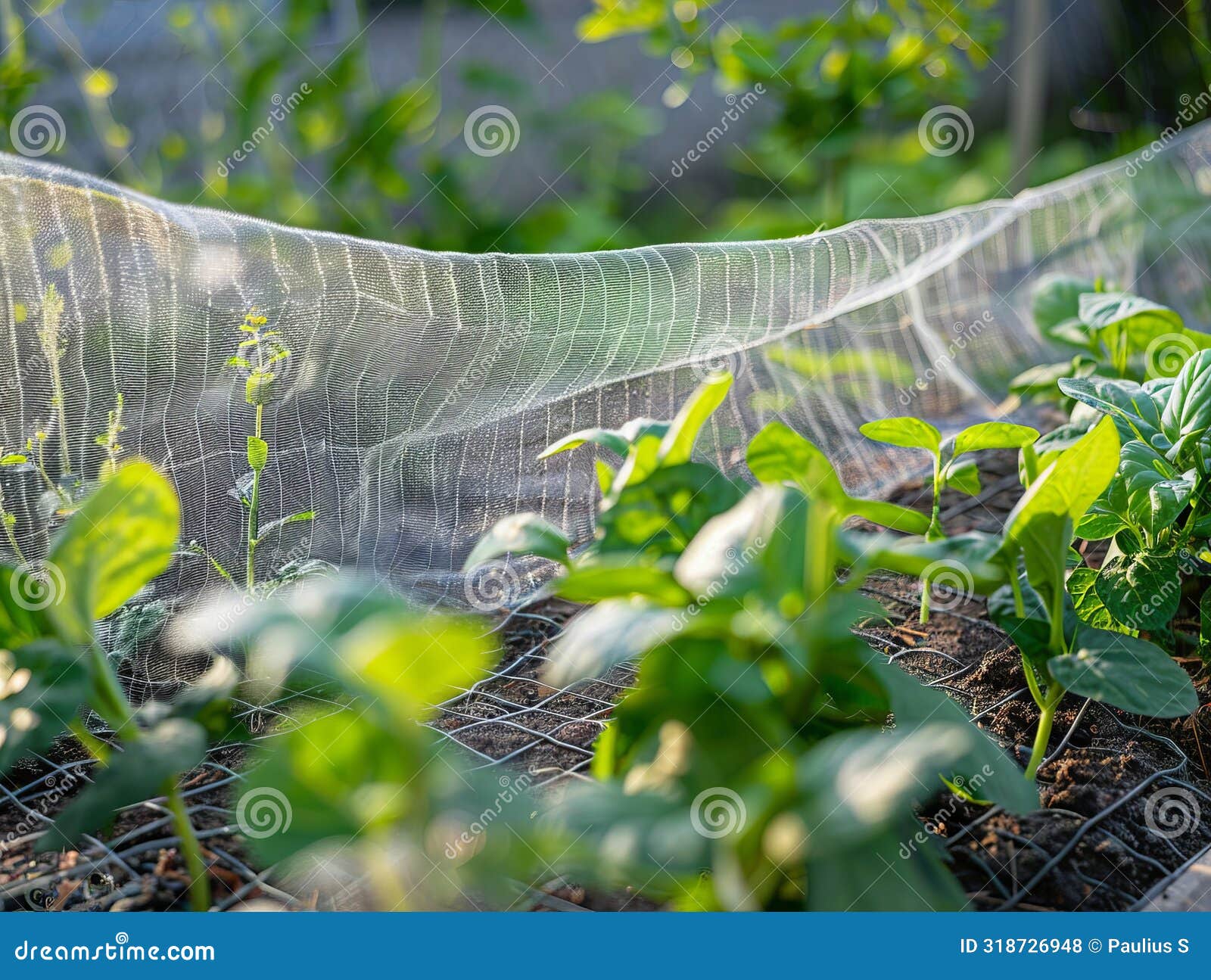 Protecting Sugar Snap Peas a Guide To Using Nets in Raised Garden Beds