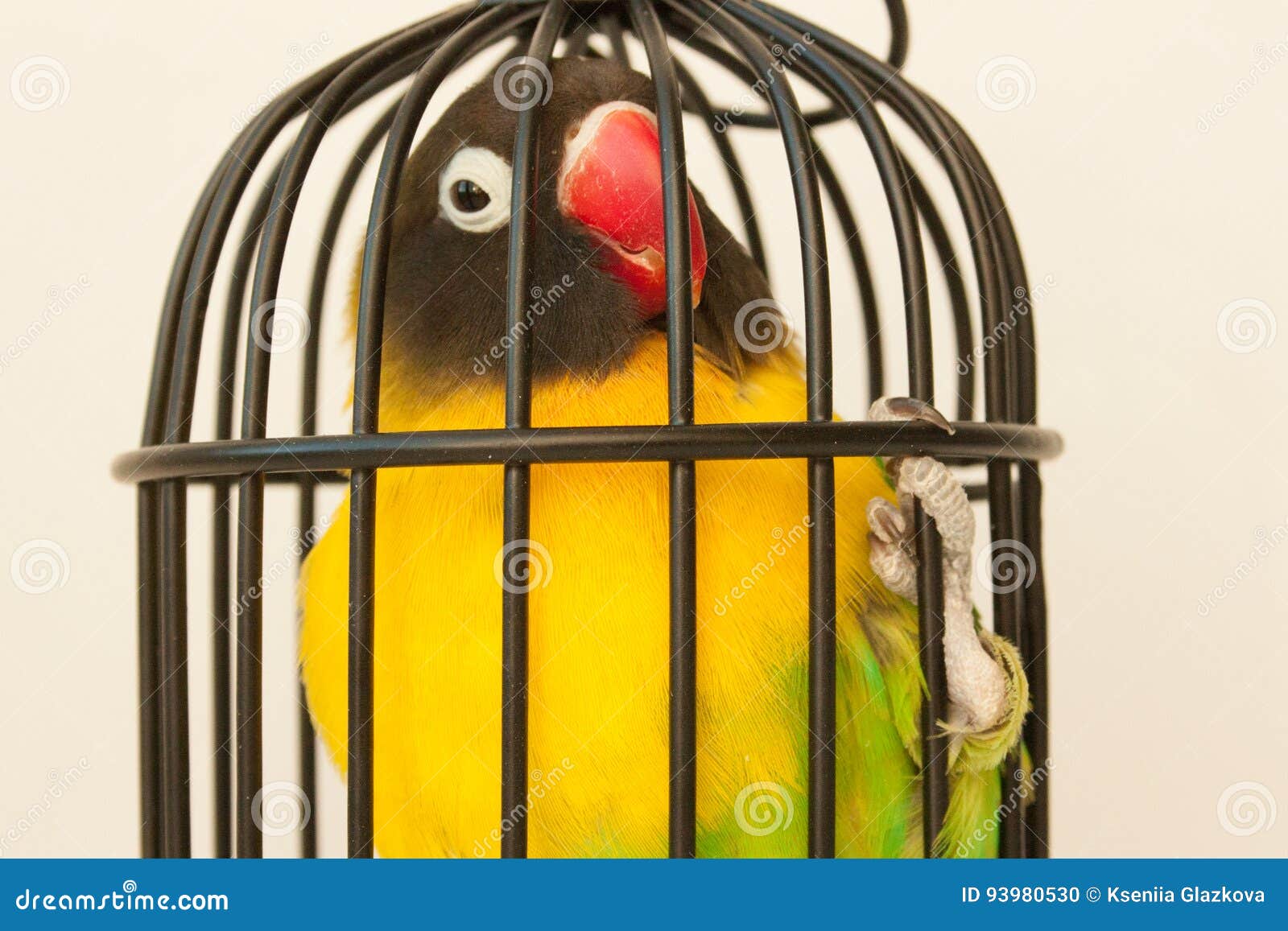 Protection Des Animaux Oiseau Dans Une Cage Létanchéité