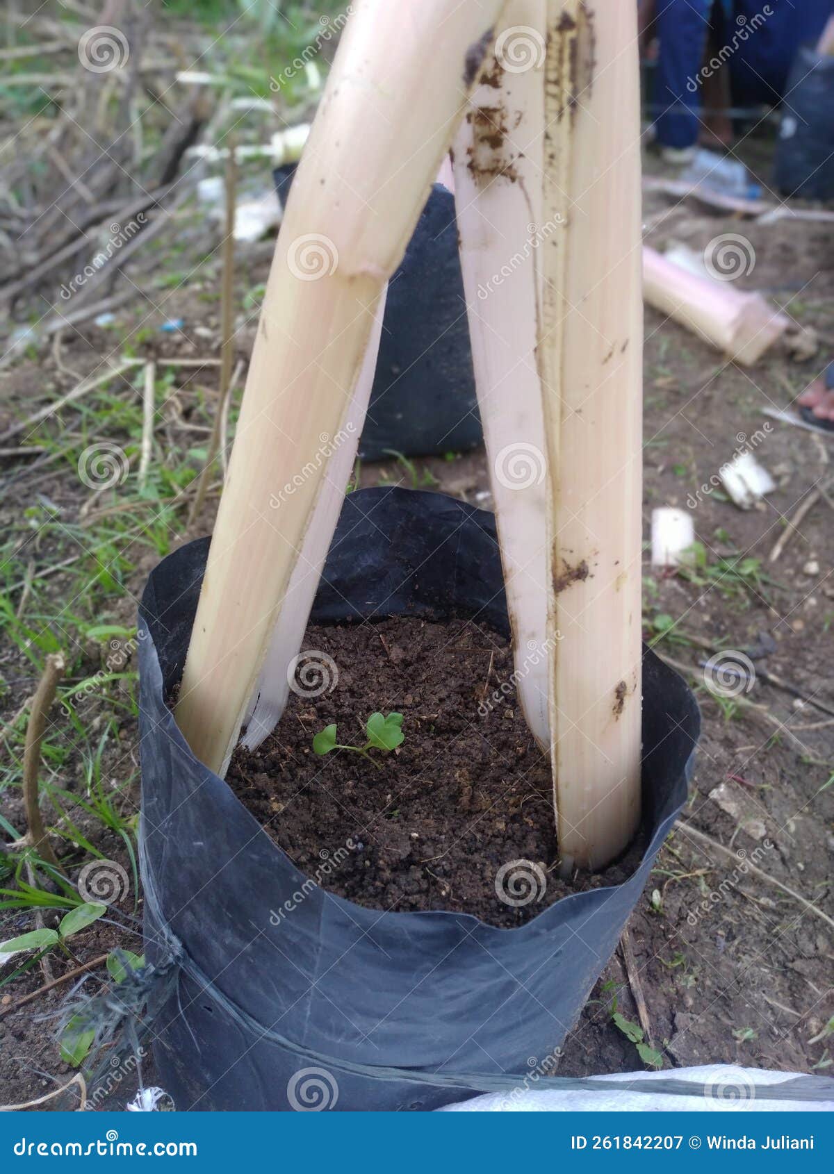 Protection of Young Plants from Direct Sunlight Stock Image Image of