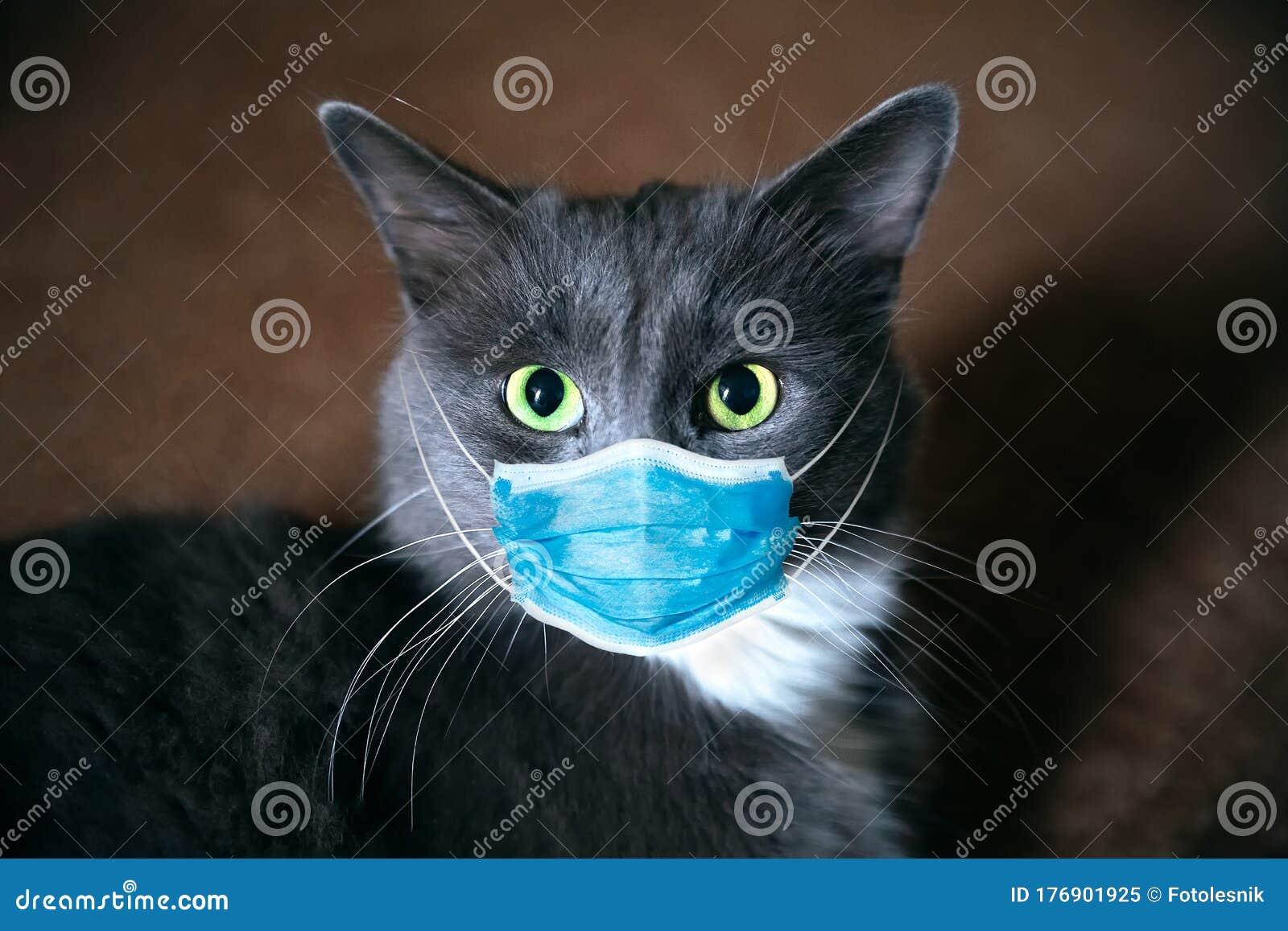 protective antiviral mask on the cats face. protective face mask for animals, coronavirus and hantavirus protection