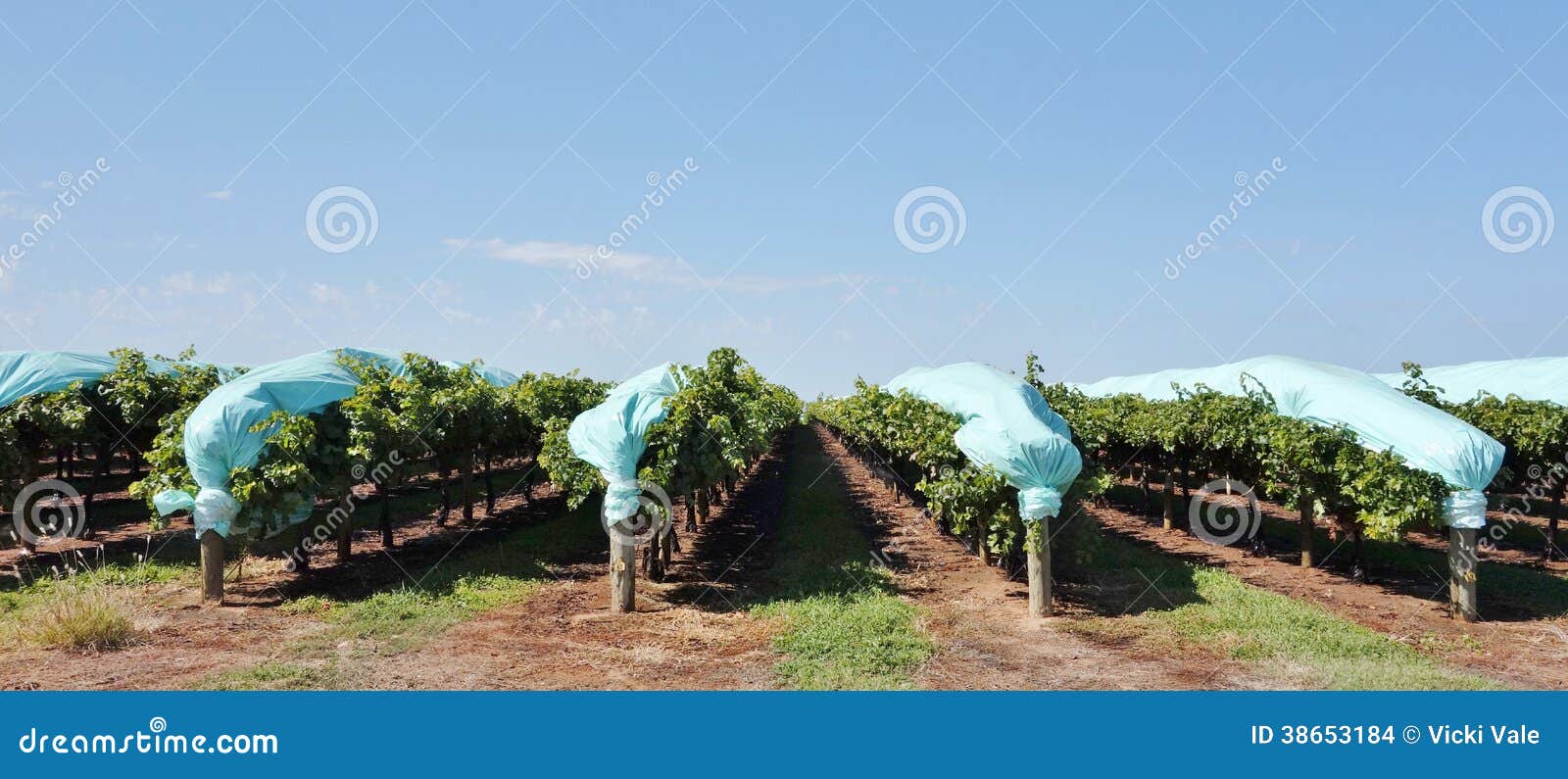 Protective Blue Plastic Covers Over Rows Of Vines. Stock Images Image
