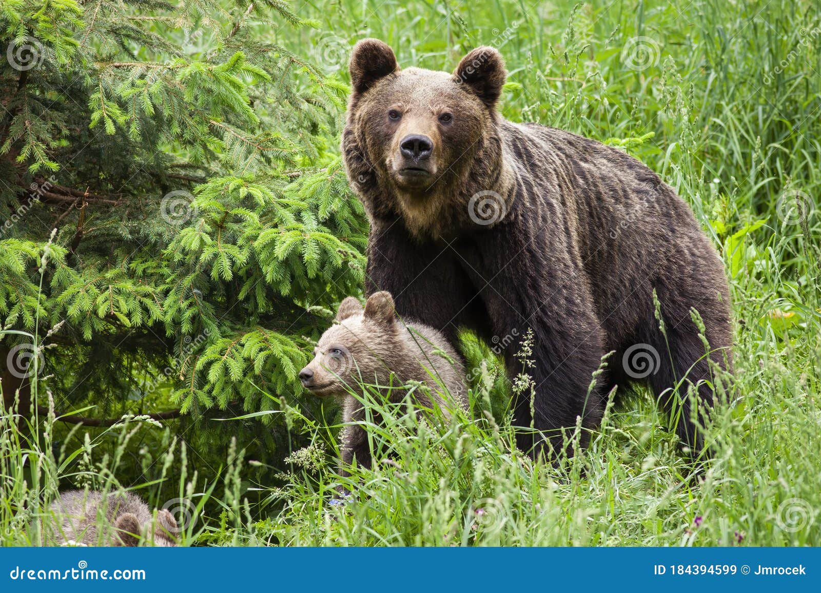 What Mama Bear Does After Man Saves Her Cubs Mama Bear Protecting Her Cubs