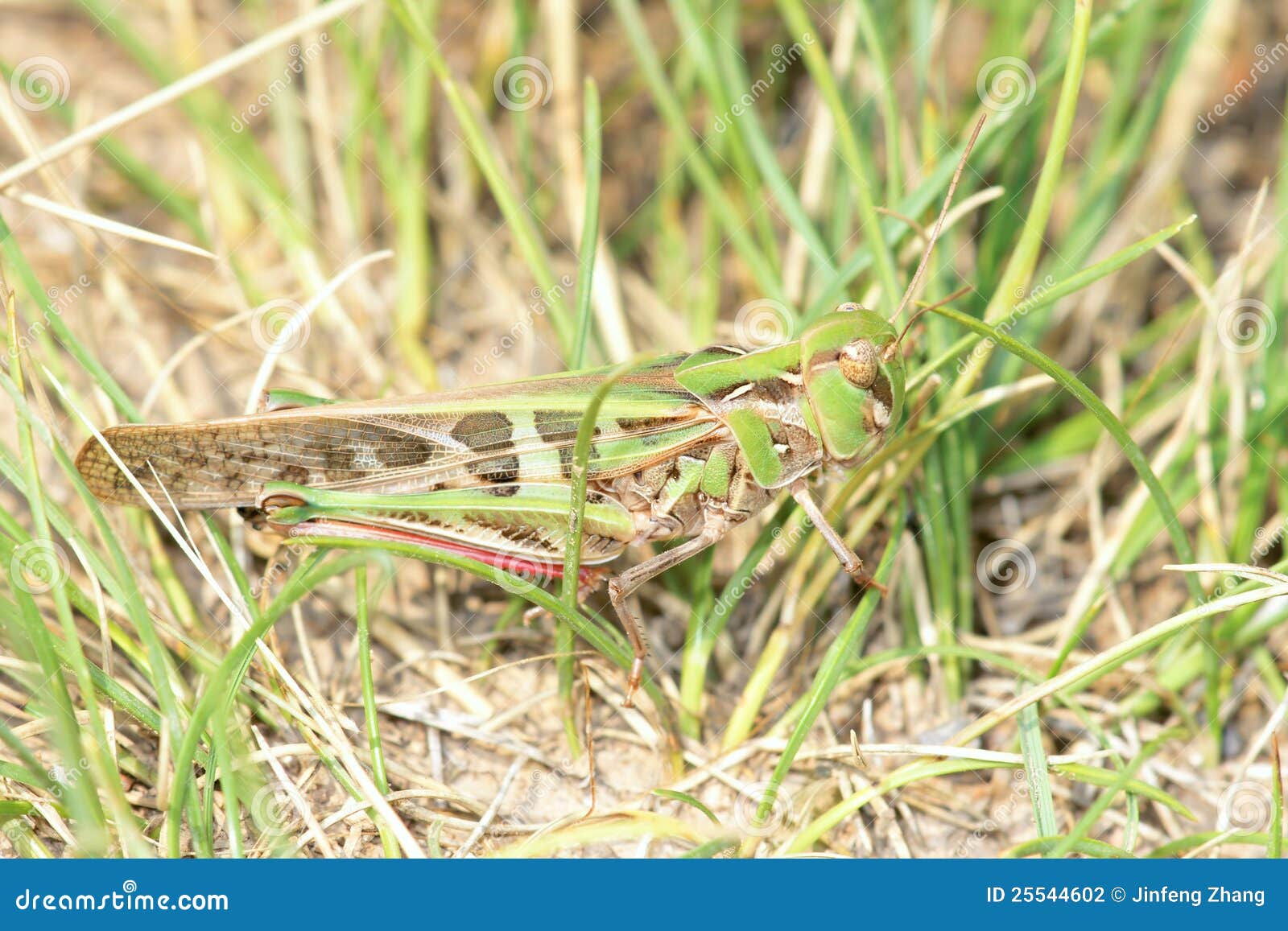 Protective coloration stock photo. Image of camouflage - 25544602