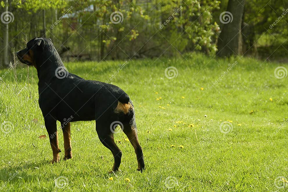 Protective dog stock photo. Image of doggy, stance, watching 771094
