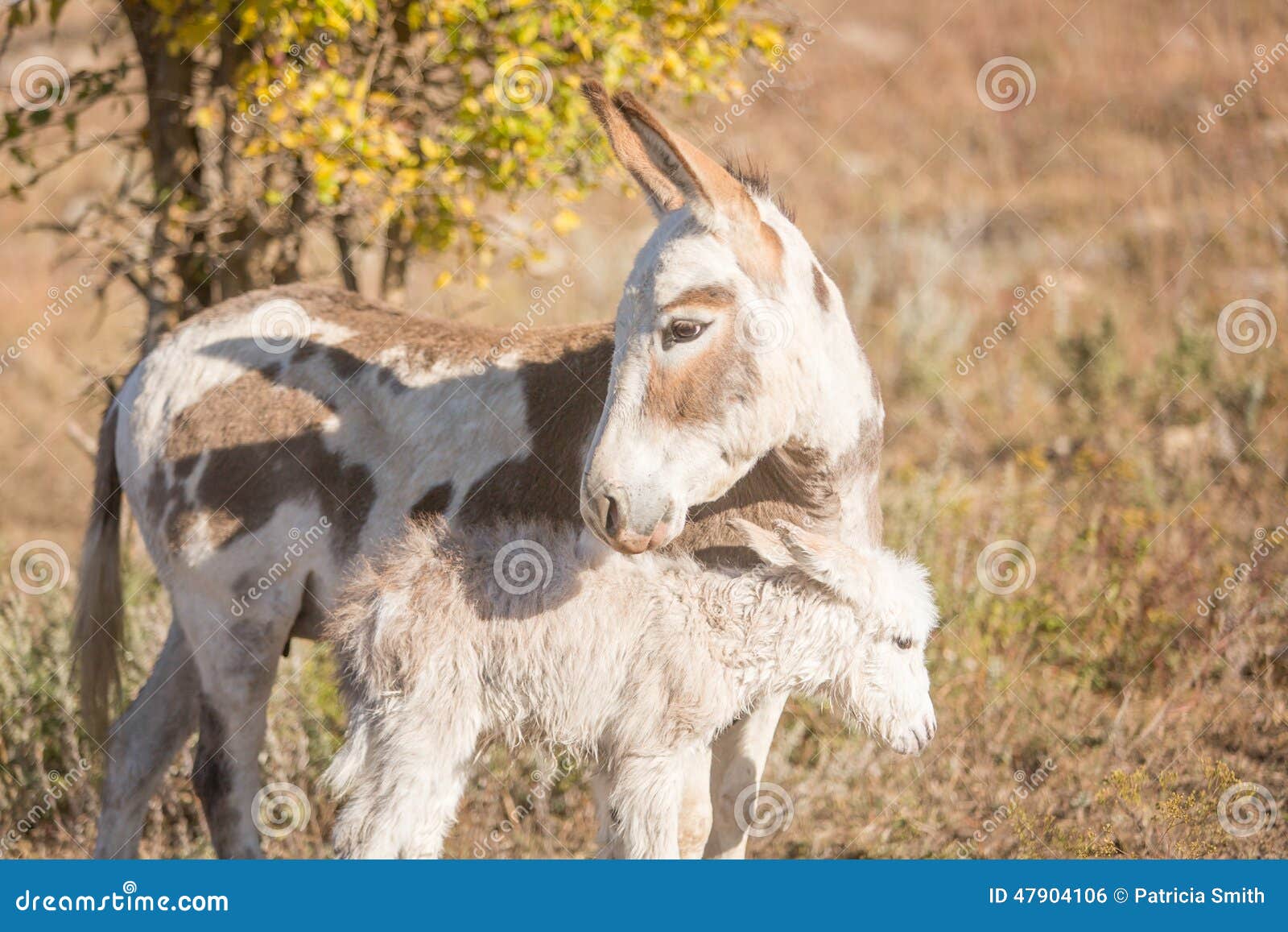 Protective mother donkey stock photo. Image of brown 47904106