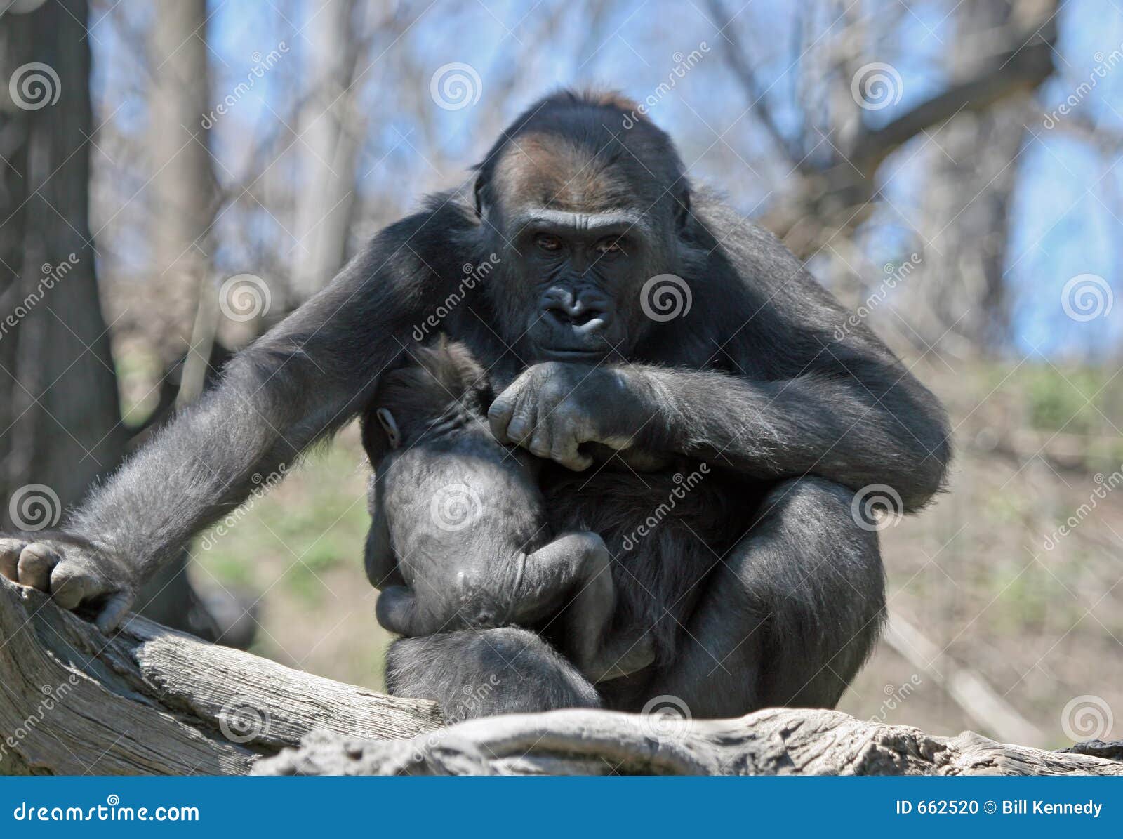 Gorilla waiting in hi-res stock photography and images - Alamy