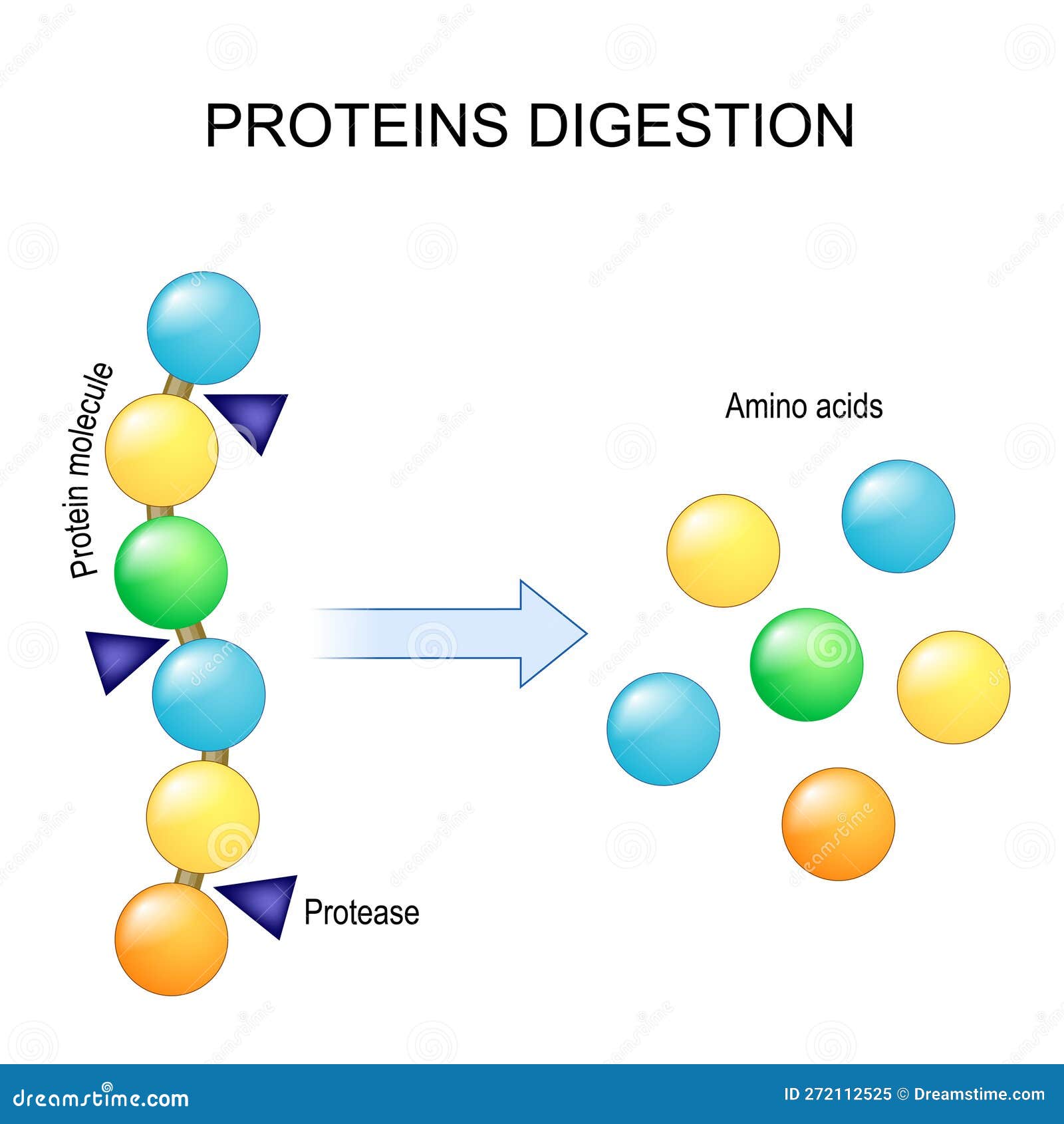 protein digestion. enzymes proteases are digestion breaks the protein into single amino acids