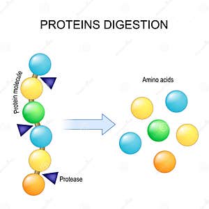 Digests Proteins