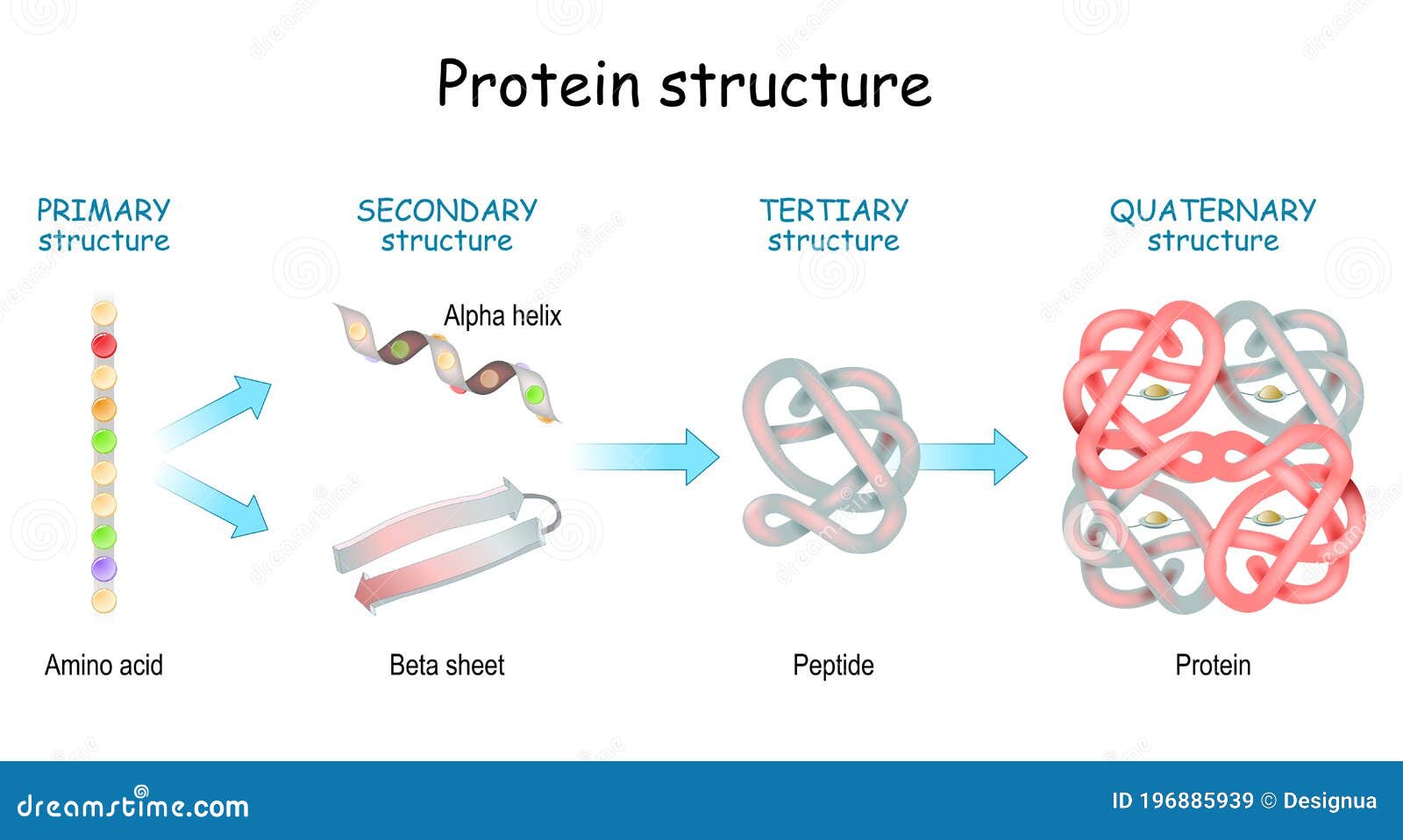 protein structure levels. from amino acid to alpha helix, beta sheet, peptide, and protein molecule