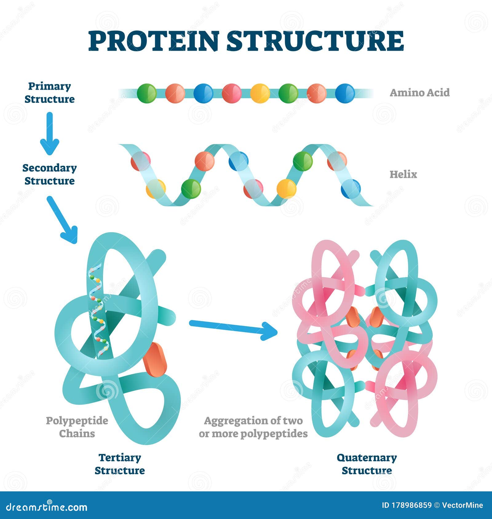 Amino Acid Structure Labeled