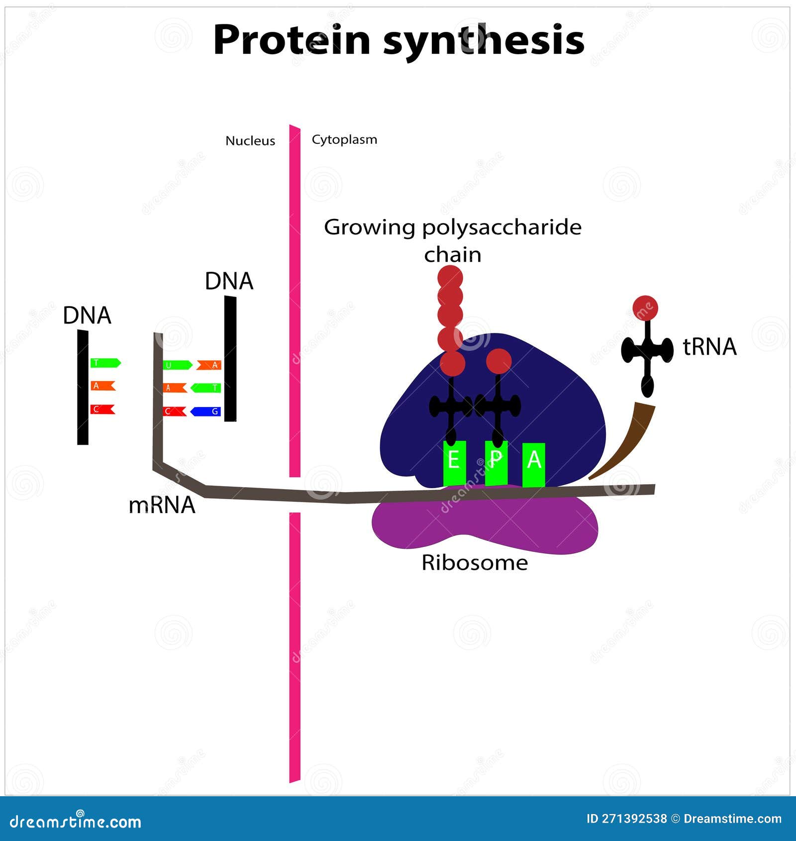 protein synthesis process transcription translation ribosomes rna