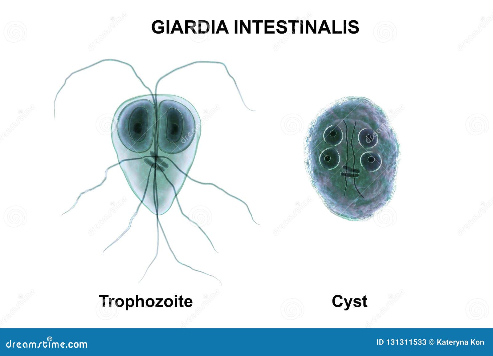bacteria giardia lambia
