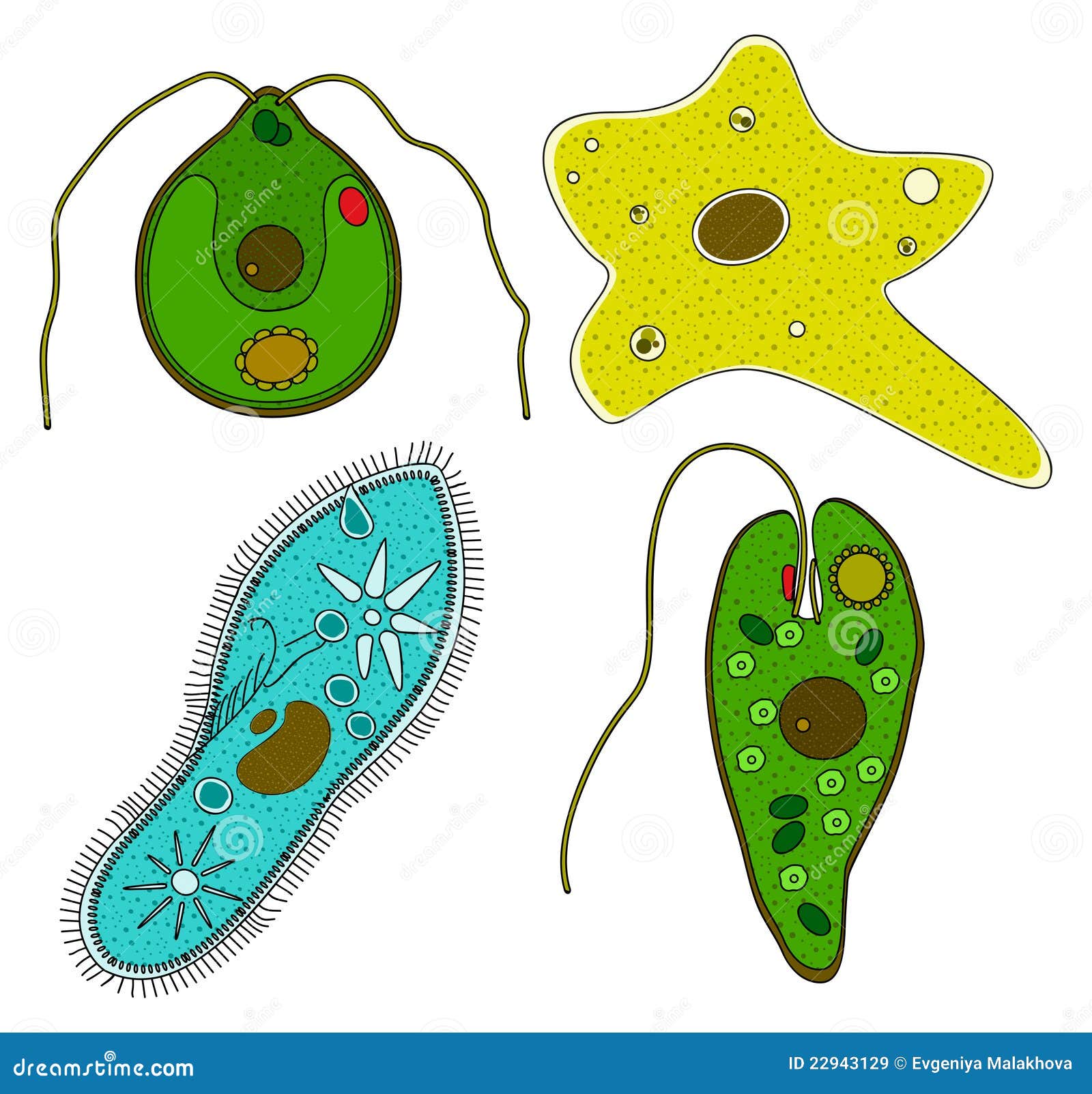 Protozoa Protozoa: Explained