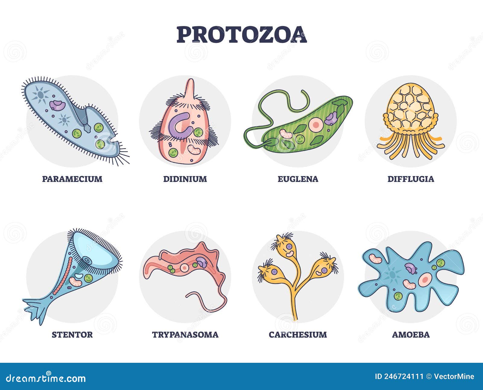 Protozoa Division Collection As Single Cell Eukaryote Biological Outline  Set Stock Vector - Illustration of magnification, primary: 246724111