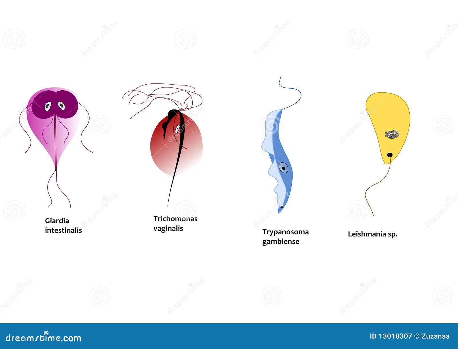download carbonate sedimentation and diagenesis in