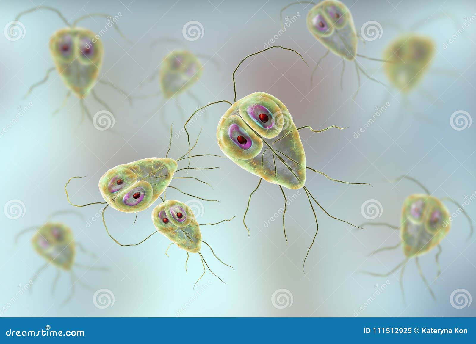 Protozoa giardia spp, Giardia-fertőzés (giardiasis)