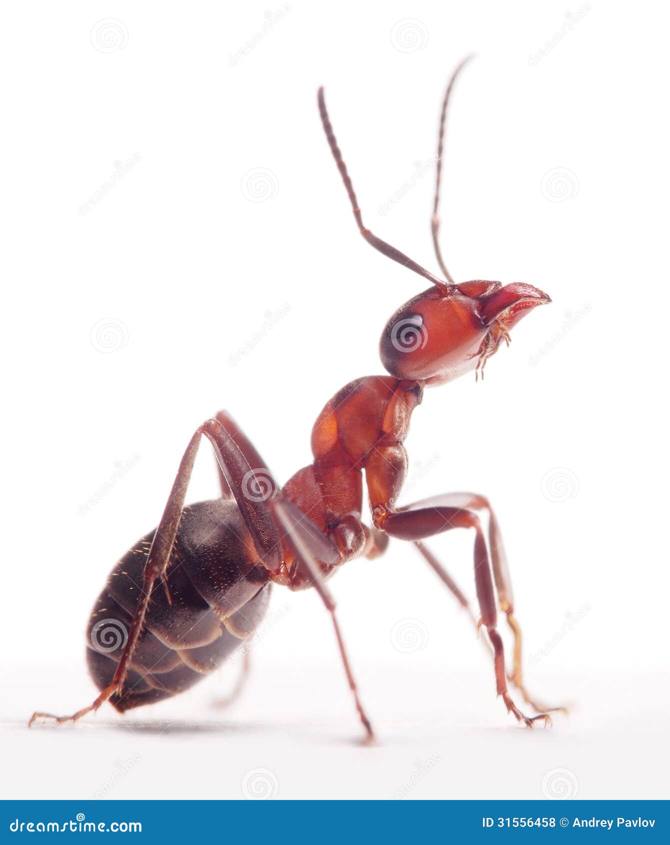 proud ant formica rufa
