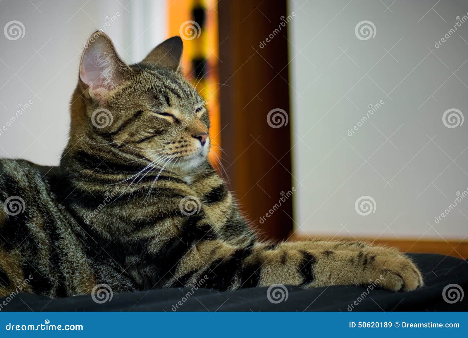Proud cat stock image. Image of kitty, rest, domestic 50620189