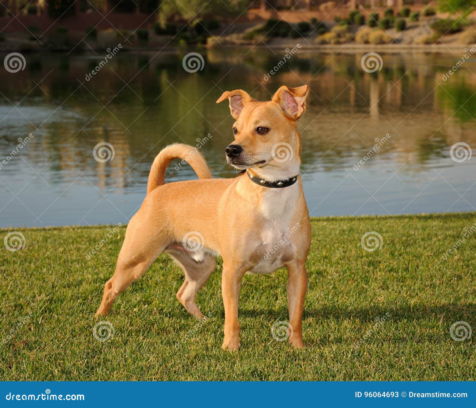 Proud Chihuahua Stock Image Image Of Proud Beauty Mammal 96064693