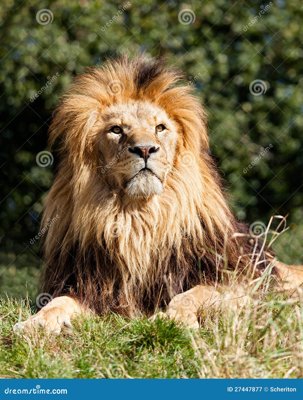 proud majestic lion sitting in grass