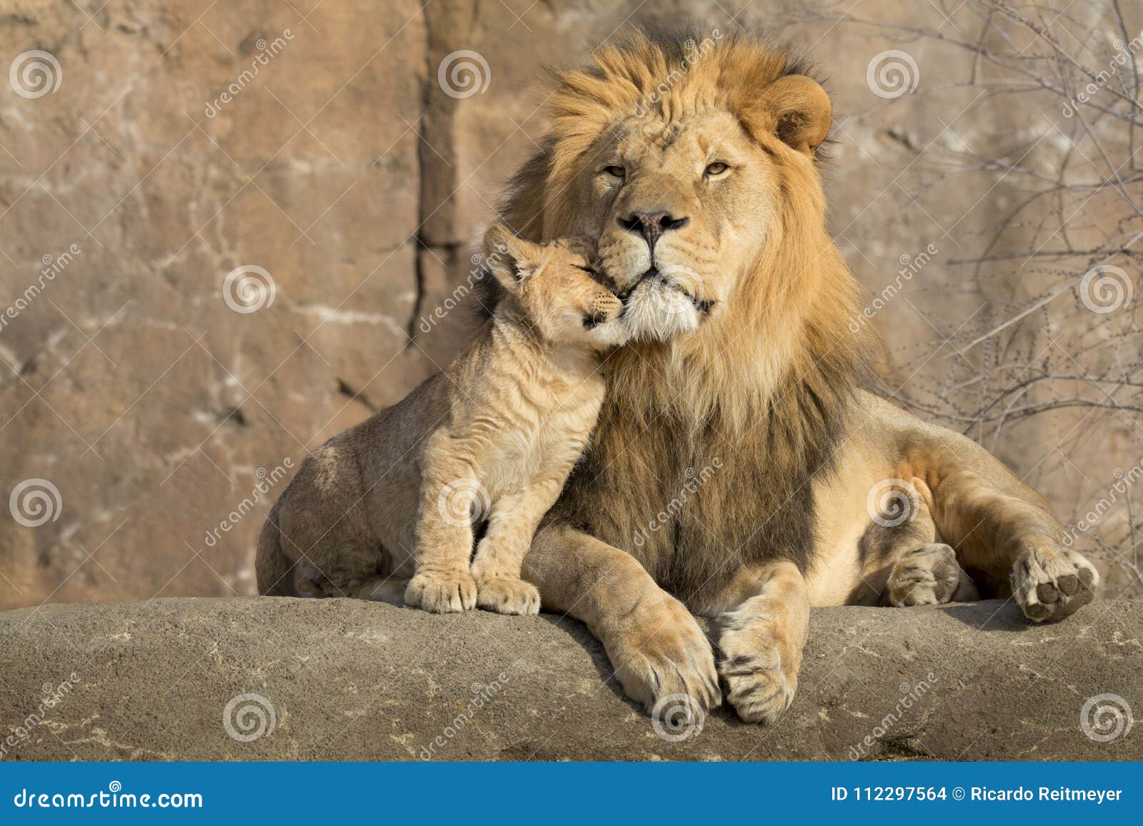 male african lion is cuddled by his cub during an affectionate moment