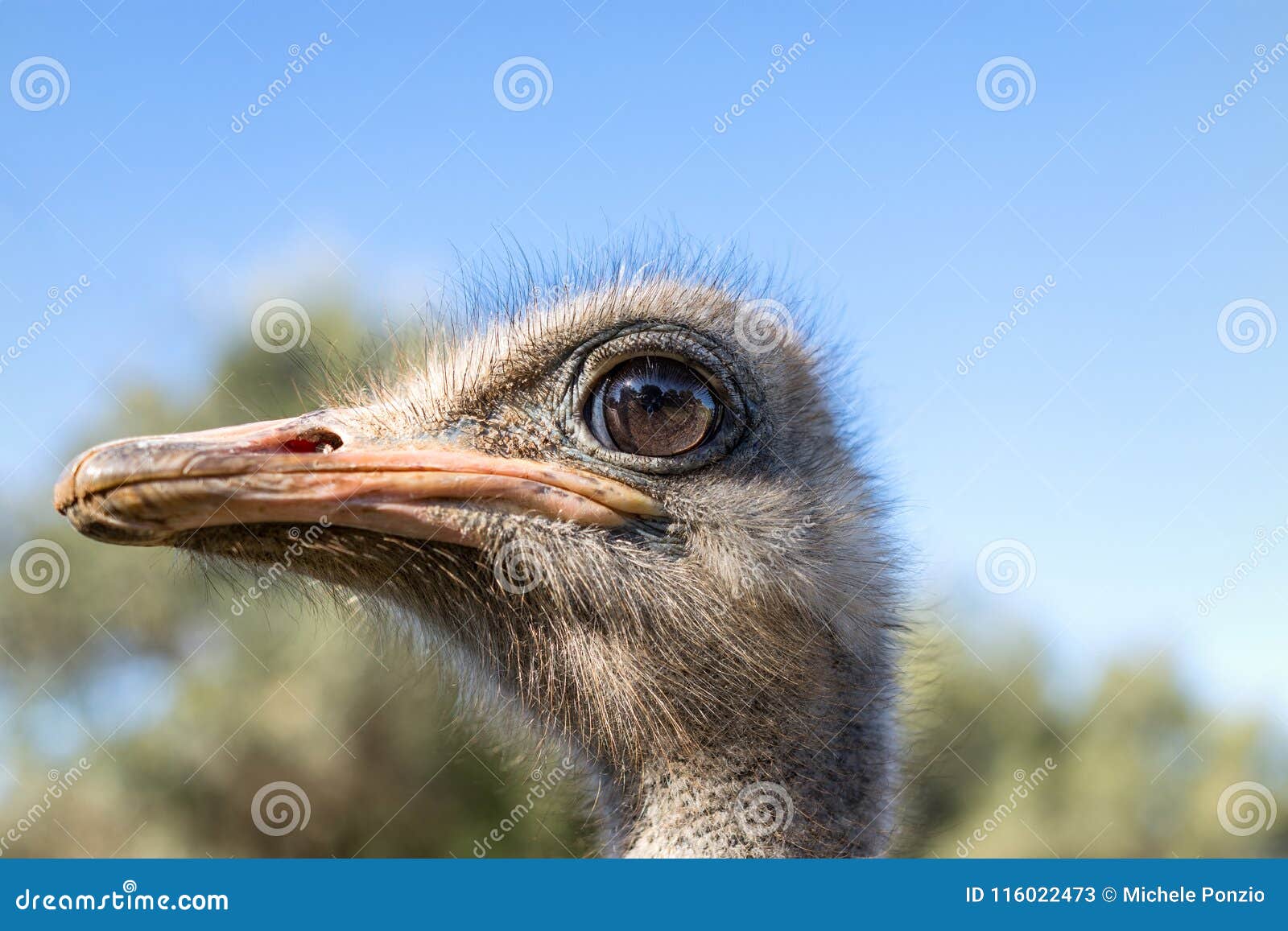 the proud ostrich