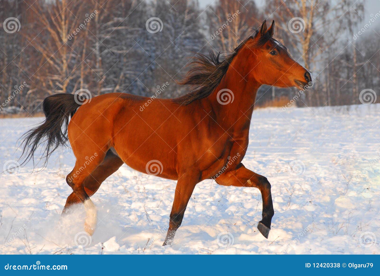 vandfald stempel akse Proud Red Arabian Horse on a Snow-covered Field Stock Photo - Image of  frost, blooded: 12420338