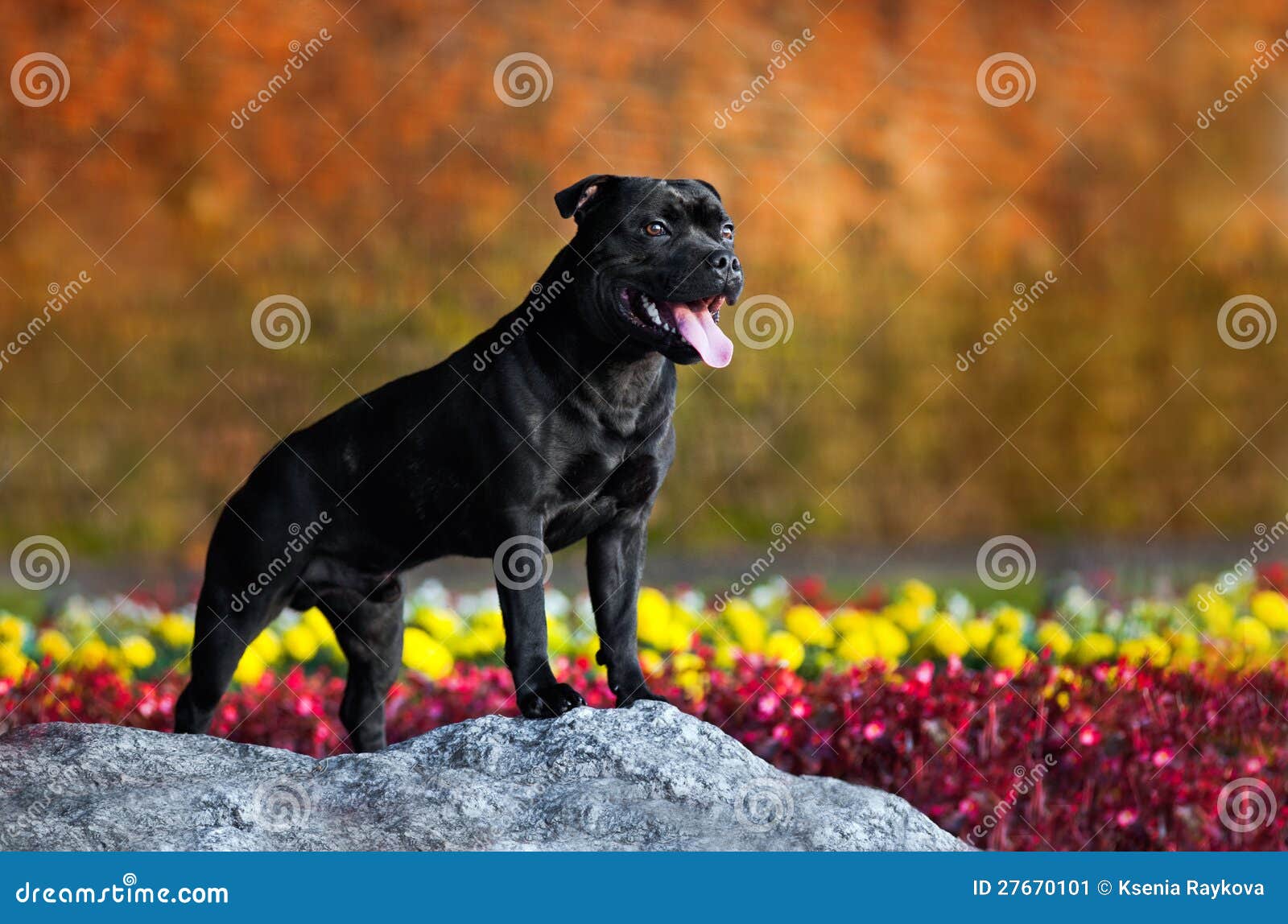 proud stafford terrier stands against the colors