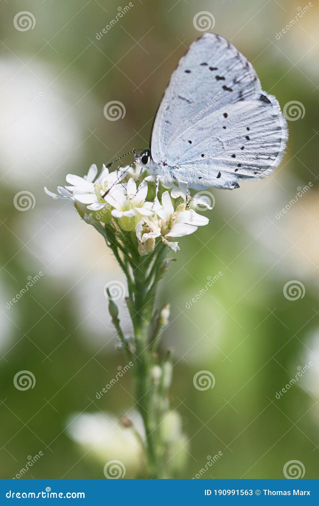 provencal short-tailed blue. cupido alcetas