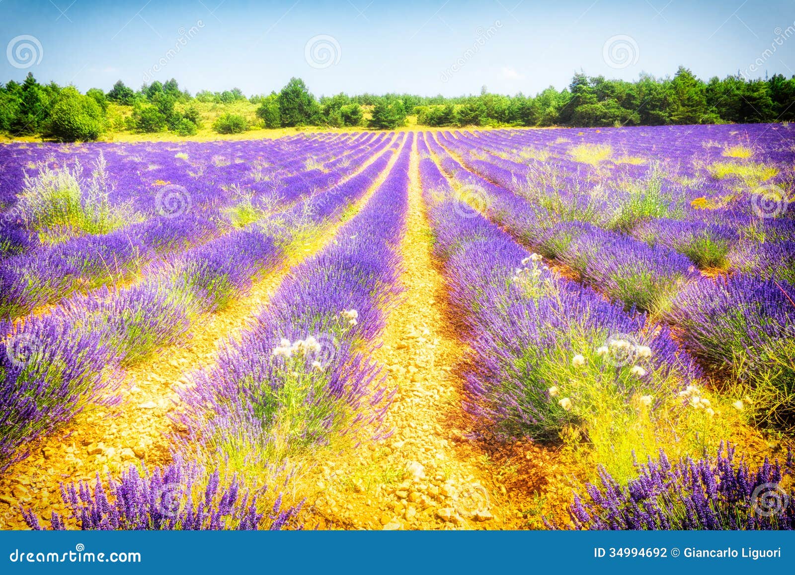 Provence, France stock photo. Image of herb, background - 34994692