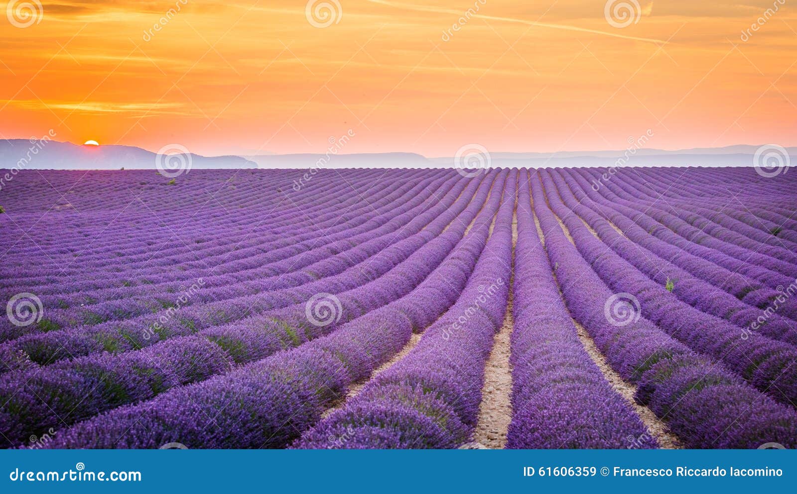 Provence, France, Valensole Plateau with Purple Lavender Field Stock ...