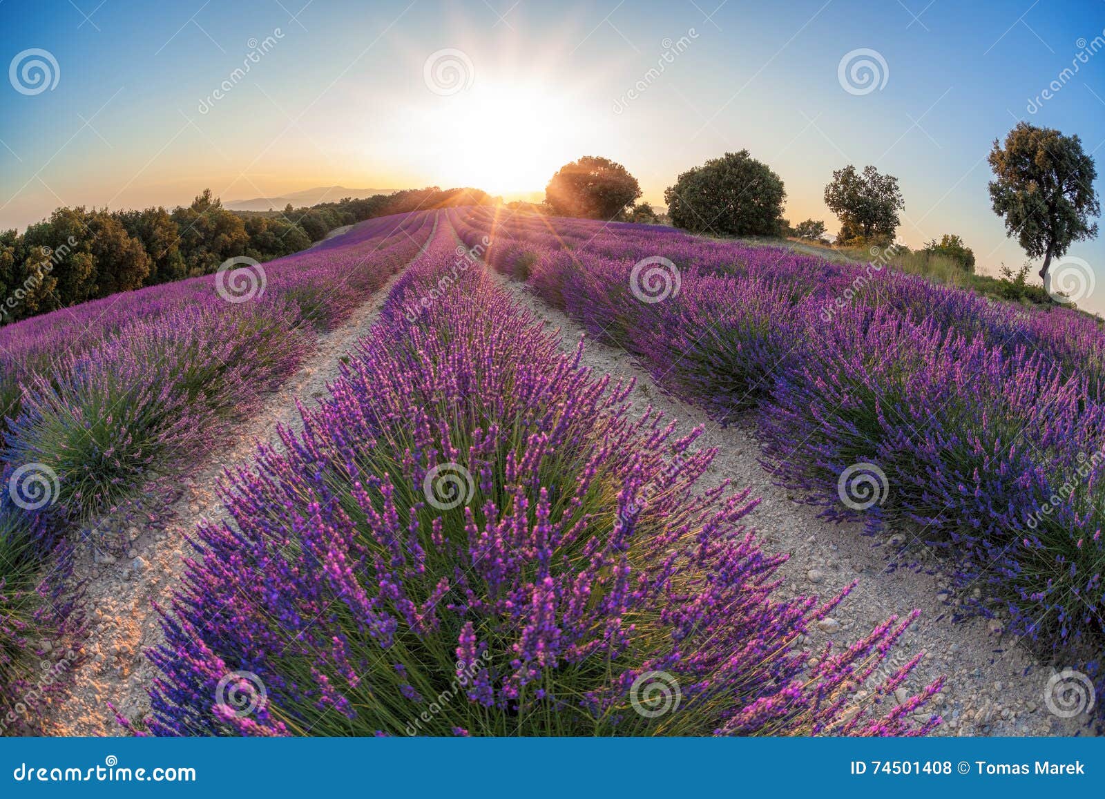 provence with lavender field at sunset, valensole plateau area in south of france