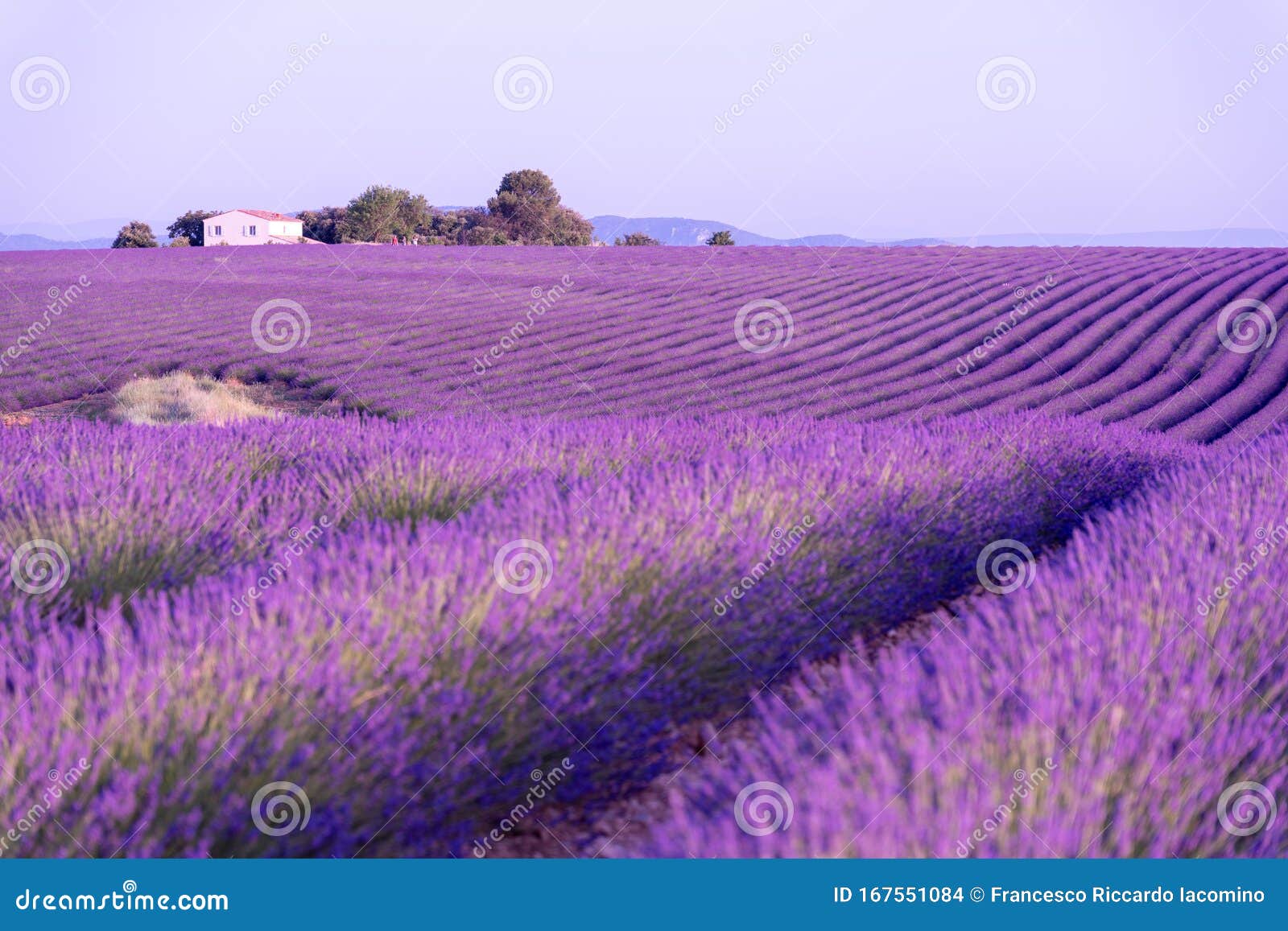 Provence, Southern France. Lavender Field in Bloom. Valensole Stock ...
