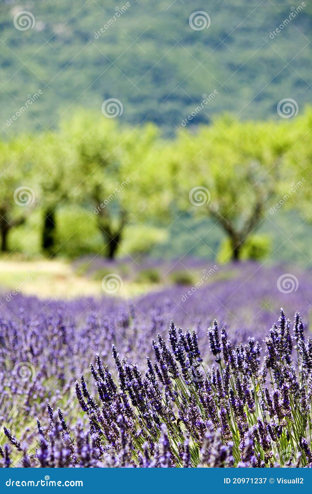 Provence-typische Landschaft