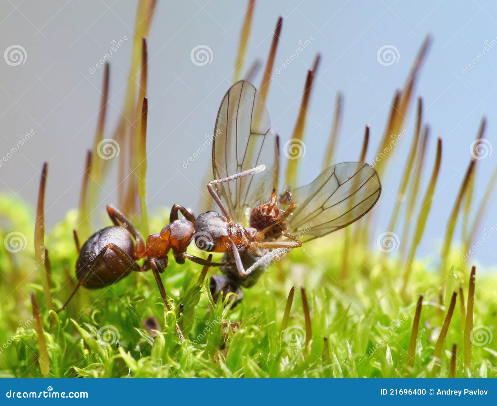 provider ant carry dead fly