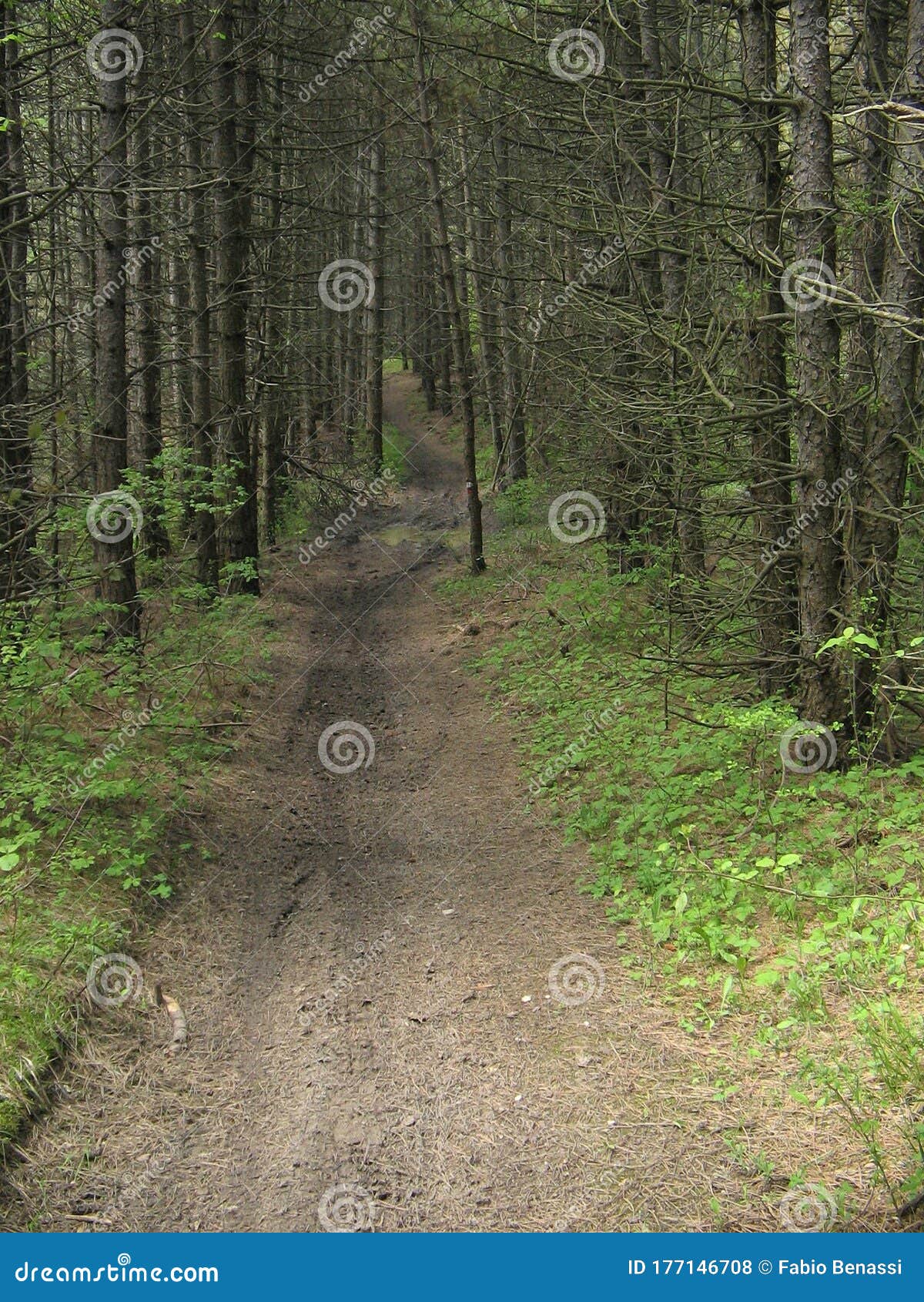 cozzano pineta, provincia di parma,italy, path in the pine and fir forest