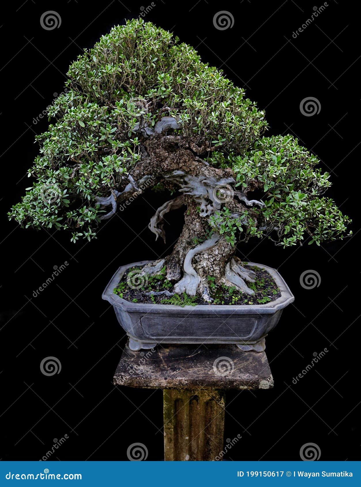 the prowess of a bonsai is a miniature large tree in nature.