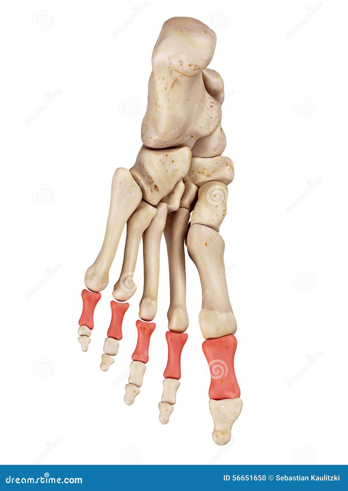 the proximal phalanx bones