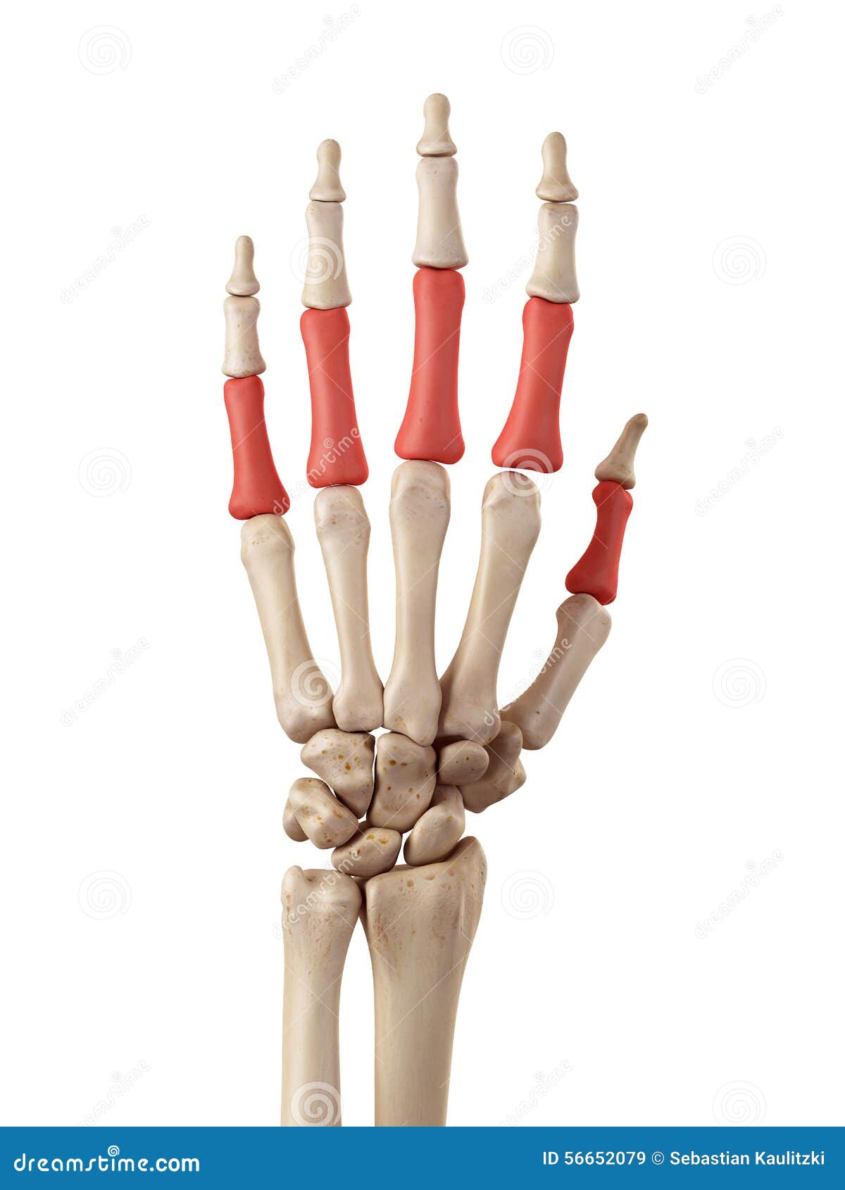 the proximal phalanx bones