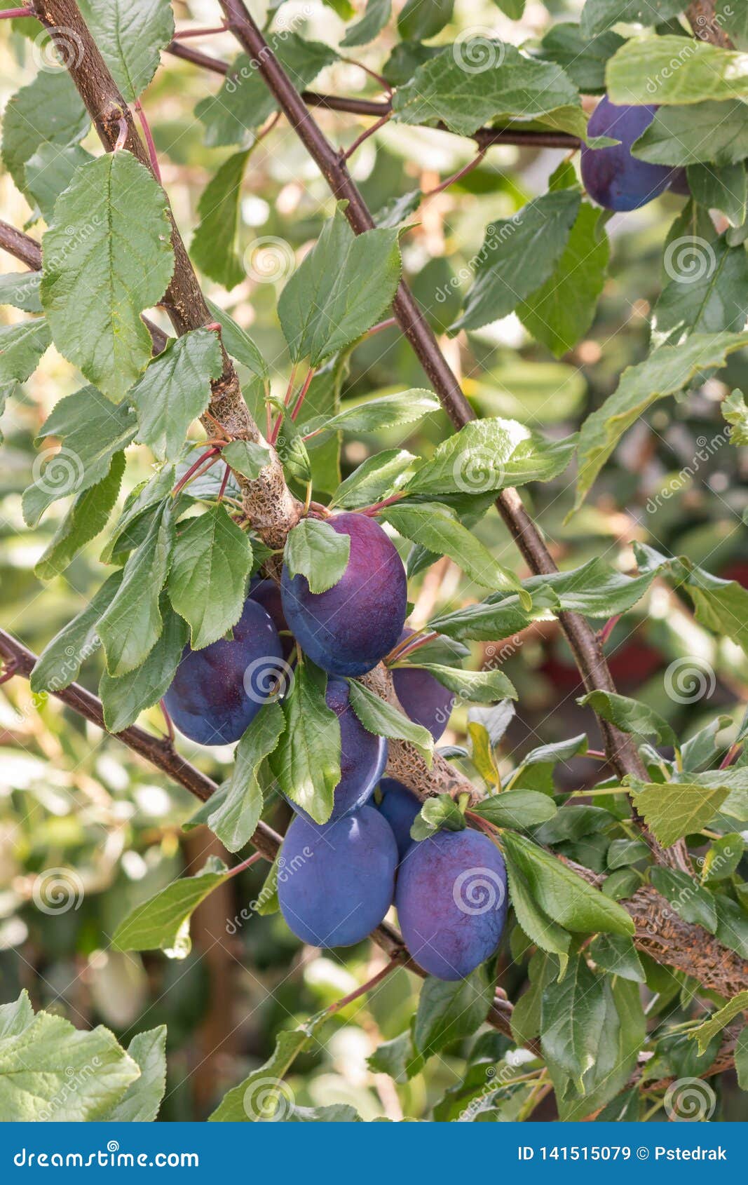 download prune plum for free download prune plum for free